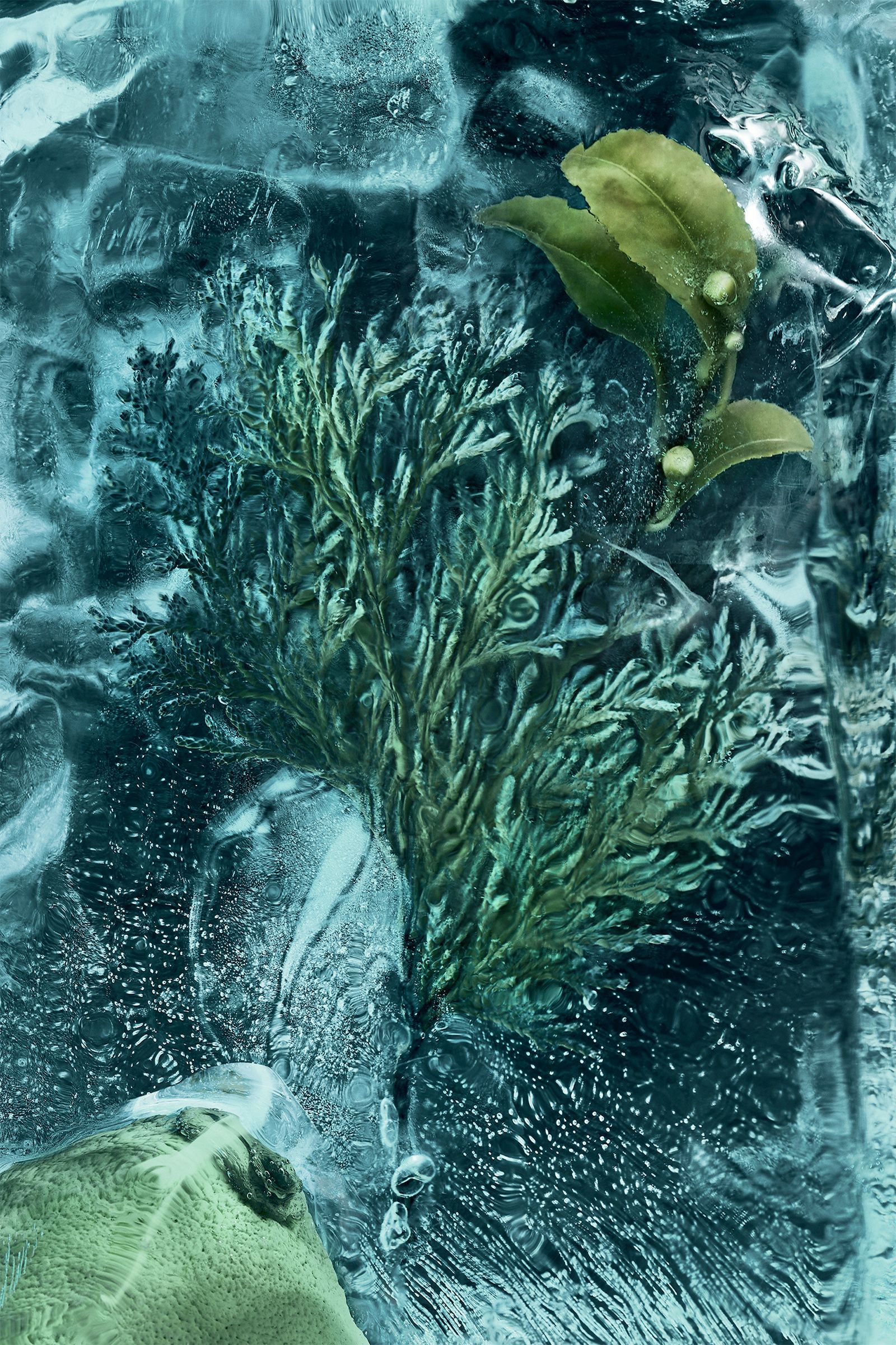 ブラック ラ コルデ 100ml : 香水 向けの メンズ | モンクレール