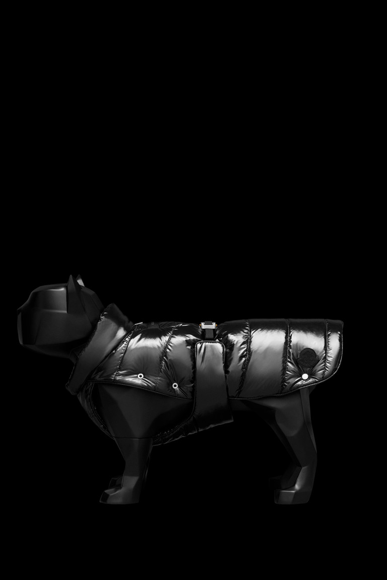 moncler dog coat
